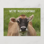 Kuh-Spaß verschieben Postkarte (Vorderseite)