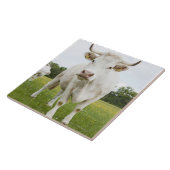 Kuh stehend auf dem grasartigen Gebiet Fliese (Seite)