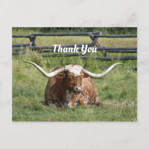 Kuh Texas Longhorn Foto Danke Postkarte