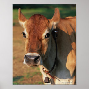 Kuh trägt eine Kuh Poster