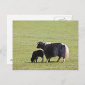 Kuh-u. Kalb-Yak | Lijiang Postkarte (Vorne/Hinten)