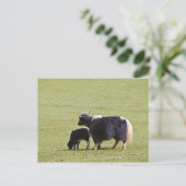 Kuh-u. Kalb-Yak | Lijiang Postkarte (Stehend Vorderseite)