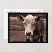 Kuh und Fliegen Postkarte (Vorne/Hinten)