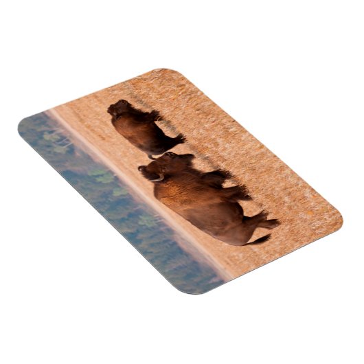 Kuh und Kalb (Bison Bison) Magnet (Rechte Seite)
