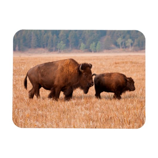 Kuh und Kalb (Bison Bison) Magnet (Horizontal)