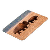 Kuh und Kalb (Bison Bison) Magnet (Linke Seite)