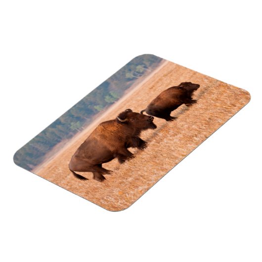 Kuh und Kalb (Bison Bison) Magnet (Linke Seite)