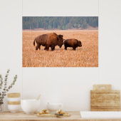 Kuh und Kalb (Bison Bison) Poster (Küche)