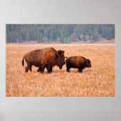Kuh und Kalb (Bison Bison) Poster (Vorne)