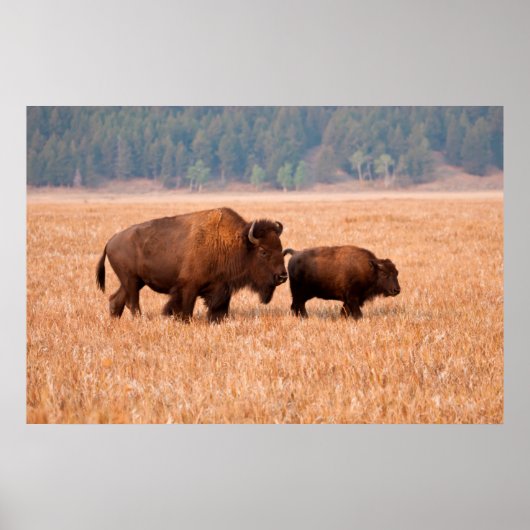 Kuh und Kalb (Bison Bison) Poster (Vorne)