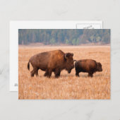 Kuh und Kalb (Bison Bison) Postkarte (Vorne/Hinten)