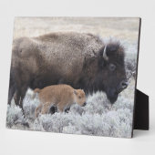 Kuh und Kalb Bison, Gelbstein Fotoplatte (Seite)