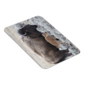 Kuh und Kalb Bison, Gelbstein Magnet (Rechte Seite)