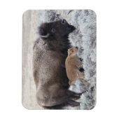 Kuh und Kalb Bison, Gelbstein Magnet (Vertikal)