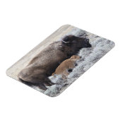 Kuh und Kalb Bison, Gelbstein Magnet (Linke Seite)