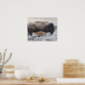 Kuh und Kalb Bison, Gelbstein Poster (Küche)