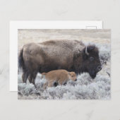 Kuh und Kalb Bison, Gelbstein Postkarte (Vorne/Hinten)