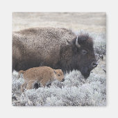 Kuh-und Kalb-Bison, Yellowstone 2 Magnet (Vorne)