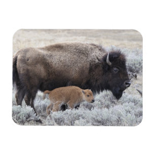 Kuh und Kalb Bison, Yellowstone Magnet