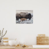 Kuh und Kalb Bison, Yellowstone Poster (Küche)