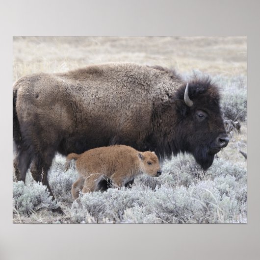Kuh und Kalb Bison, Yellowstone Poster (Vorne)