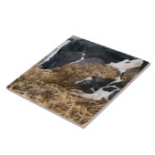 Kuh und Kalb im Heu Fliese (Seite)