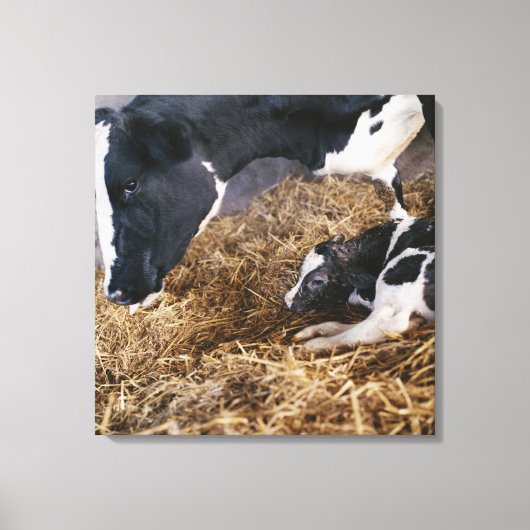 Kuh und Kalb in Hay Leinwanddruck (Vorderseite)