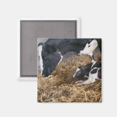 Kuh und Kalb in Hay Magnet (Vorderseite/Rückseite)