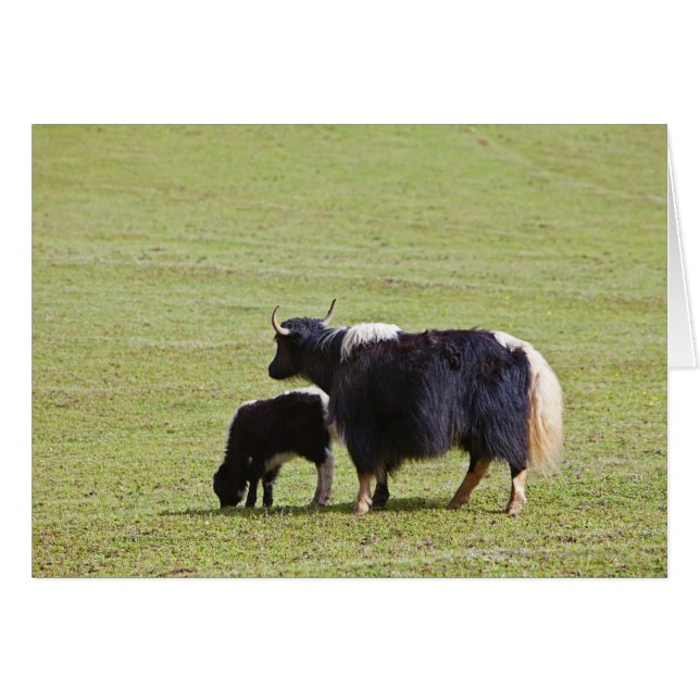 Kuh und Kalb Yak | Lijiang (Vorderseite (Horizontal))