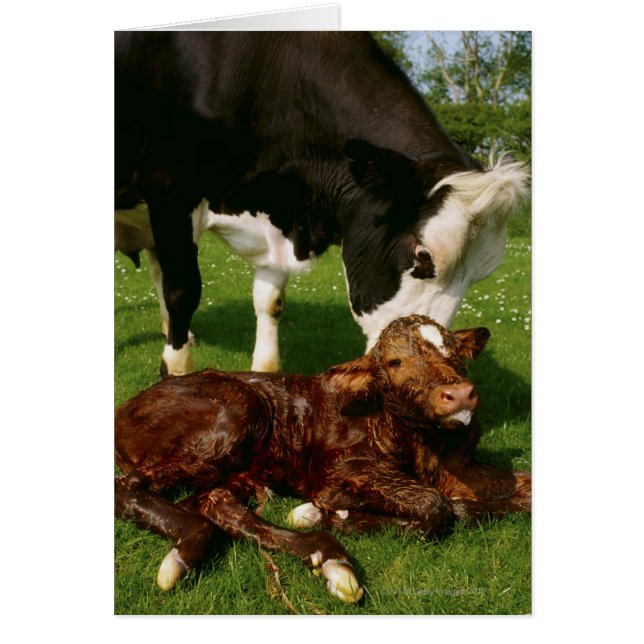 Kuh und neugeborenes Kalb (Vorne)