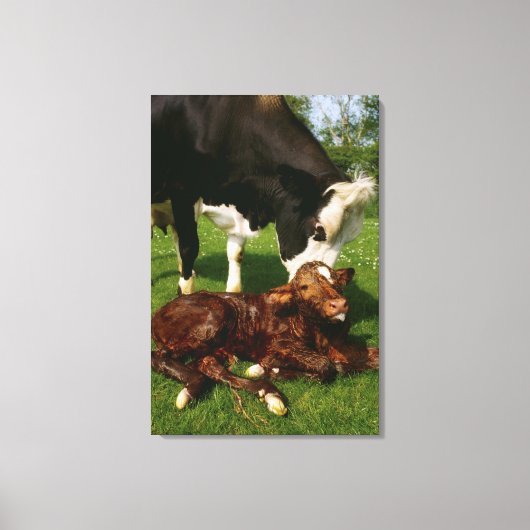 Kuh und neugeborenes Kalb Leinwanddruck (Vorderseite)