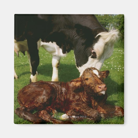 Kuh und neugeborenes Kalb Magnet (Vorne)