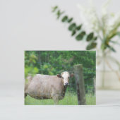 Kuh und Zaun Postkarte (Stehend Vorderseite)