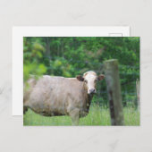 Kuh und Zaun Postkarte (Vorne/Hinten)