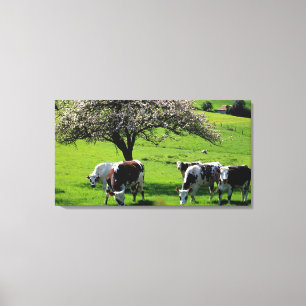 Kuh unter blühenden Apfelbäumen in der Normandie Leinwanddruck