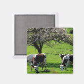 Kuh unter blühenden Apfelbäumen in der Normandie Magnet (Vorderseite/Rückseite)