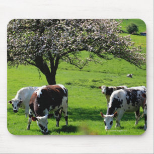 Kuh unter blühenden Apfelbäumen in der Normandie Mousepad