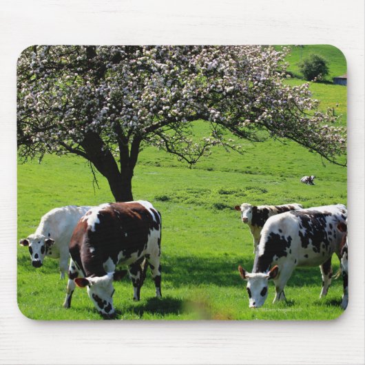 Kuh unter blühenden Apfelbäumen in der Normandie Mousepad (Vorne)