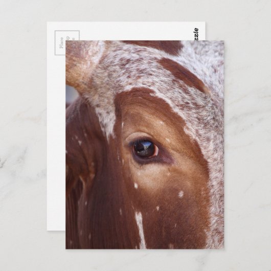 Kuhauge Postkarte (Vorne/Hinten)