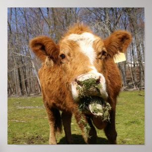 Kuhdruck Poster