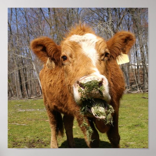Kuhdruck Poster (Vorne)