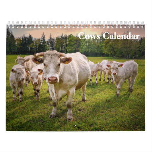 Kühe 2027 Kalender (Titelbild)