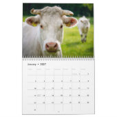 Kühe 2027 Kalender (Jan 2027)