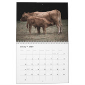 Kühe 2027 Kalender (Jan 2027)