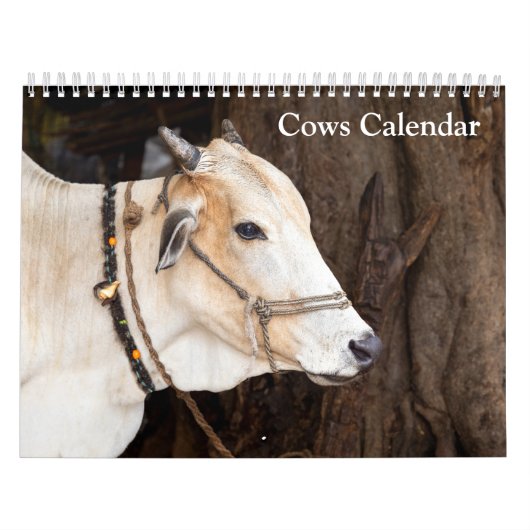 Kühe 2027 Kalender (Titelbild)