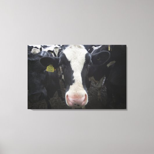 Kühe 3 leinwanddruck (Vorderseite)