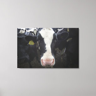 Kühe 3 leinwanddruck