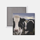 Kühe 3 magnet (Vorderseite/Rückseite)