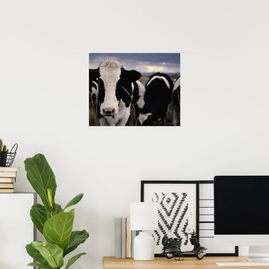 Kühe 3 poster (Heimbüro)