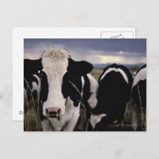 Kühe 3 postkarte (Vorne/Hinten)